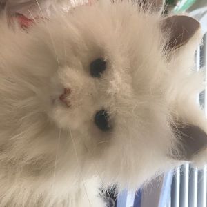 Meet your Posher, Jon